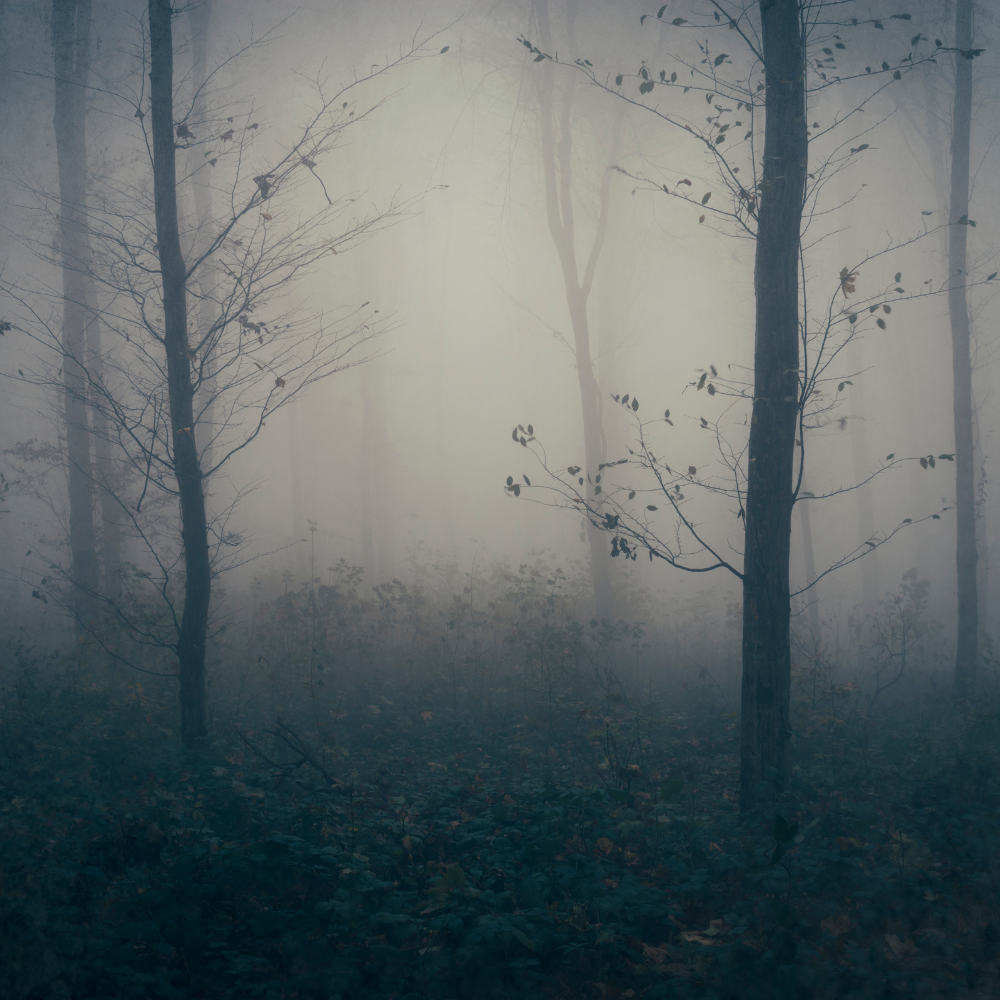 first light literary